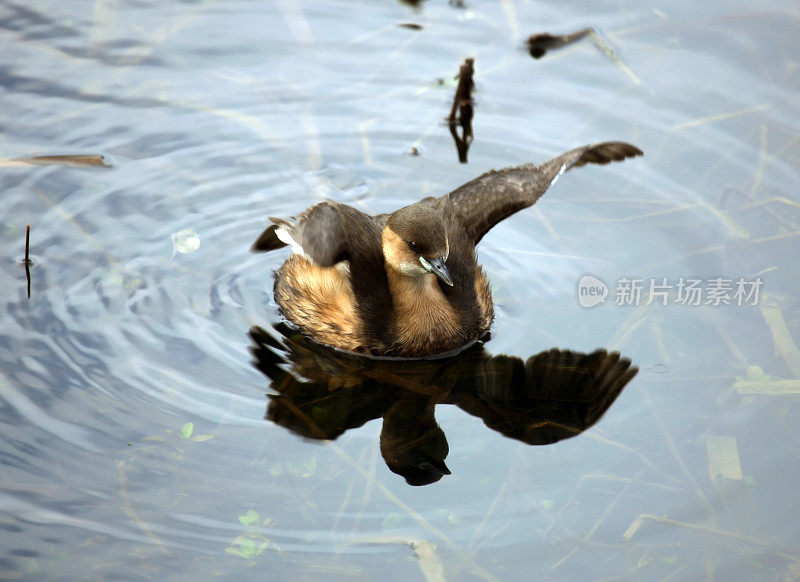 小Grebe (Tachybaptus ruficollis)